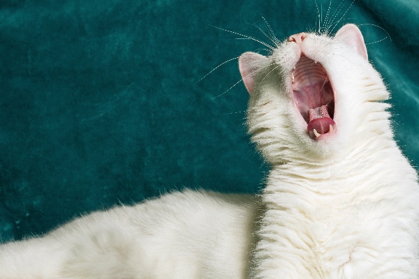 White cat with mouth open, showing teeth.