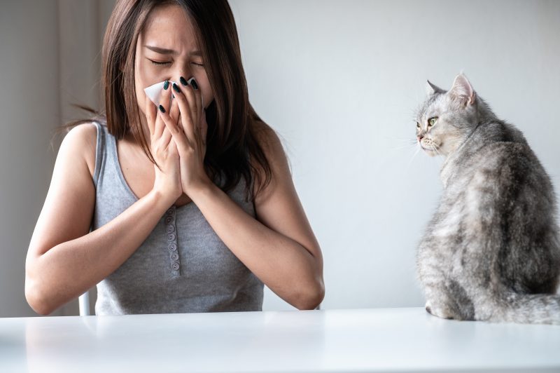 Young Asian woman sneezing which suffering from first symptoms of cat's fur allergy