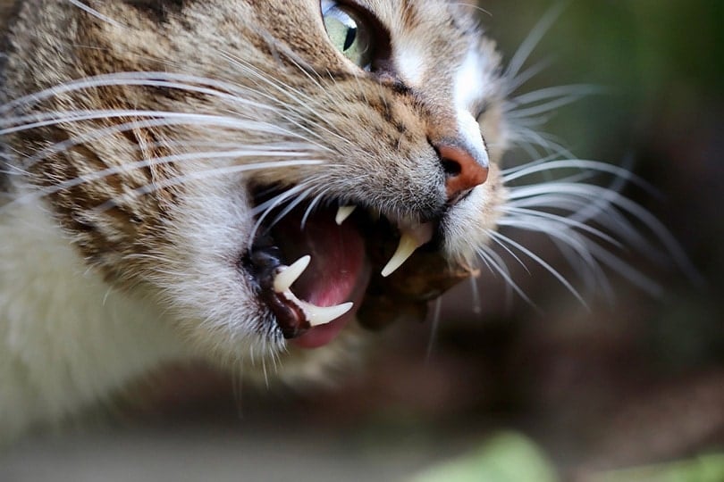 close up of cat's teeth