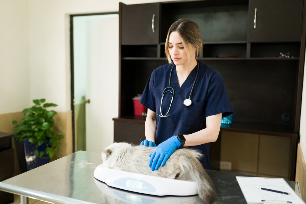 veterinarian with gloves weighing a big persian cat with a scale at the animal clinic