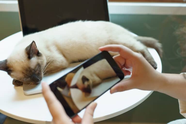 Cattiiieeen leak