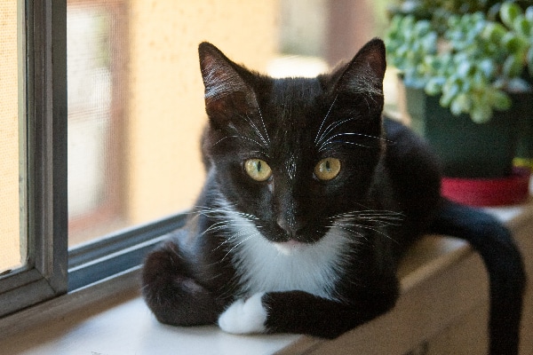 A black and white tuxedo cat on a windowsill.