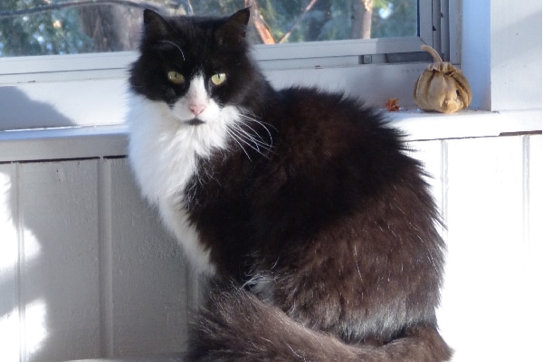 black cat with white chest and paws