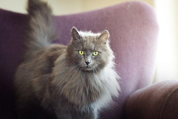 A gray cat staring.
