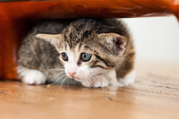 A scared cat or kitten hiding under a chair or table.