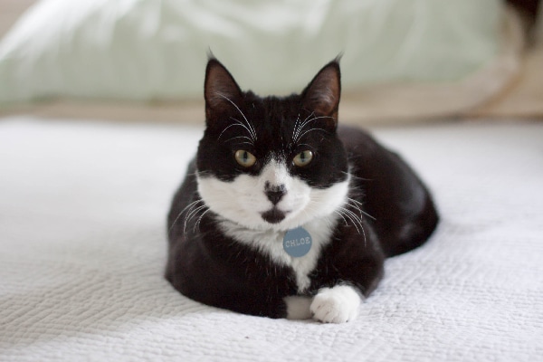 Tuxedo cat on a bed. 