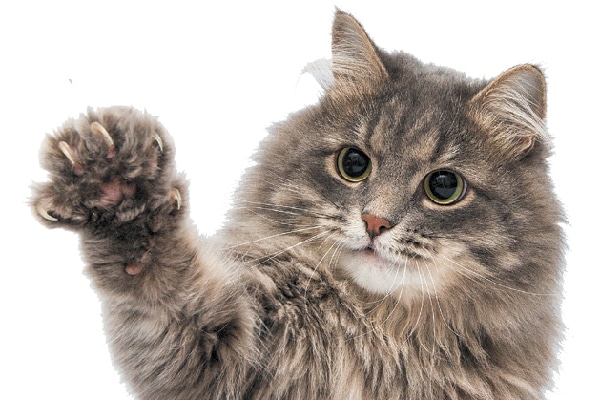 An excited cat with his claws out.