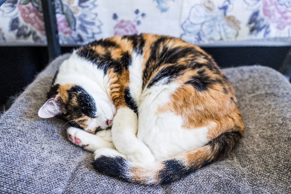 A calico cat curled up and asleep.