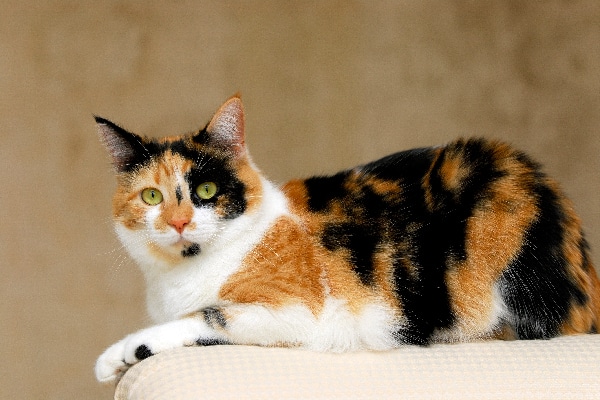 orange and white calico cat