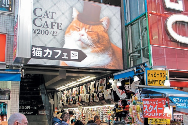 Cat café.