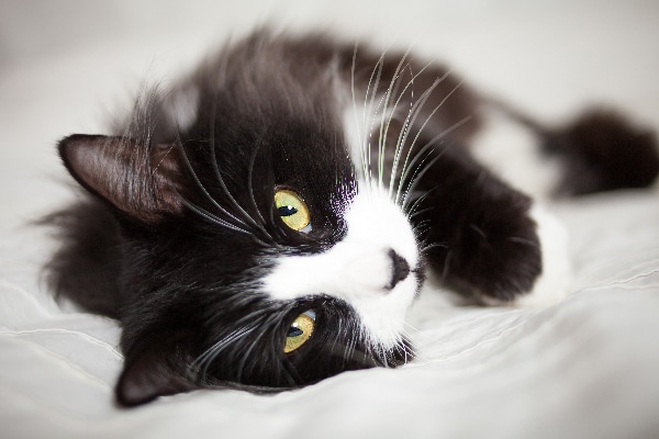 black cat with white chest and paws