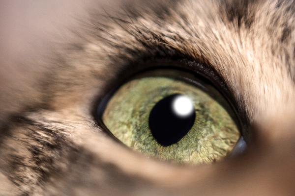 What Is Your Cat's Third Eyelid? And What Should You Do If Your ...