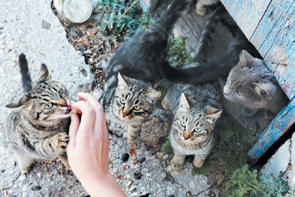 Both indoor and outdoor cats, like community cats (right), are at risk for rabies, as they can come into contact with rabies’ carriers, like bats.