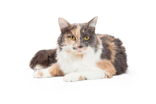 A dilute calico.