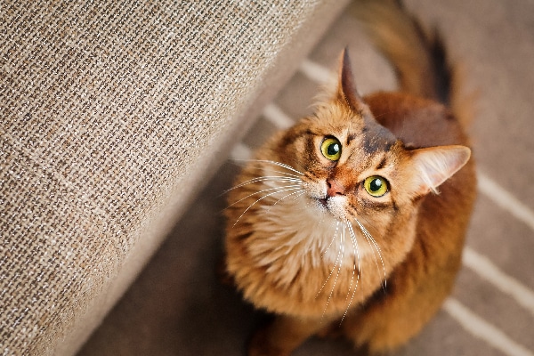 A golden brown cat, staring, looking up. 