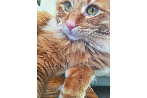Polydactyl cat Heathcliff.