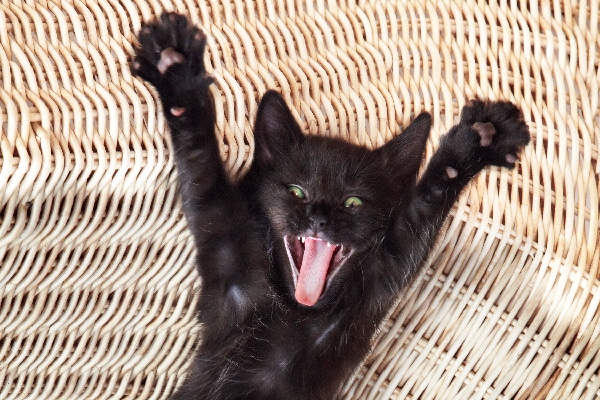 A hyper or excited cat with his mouth open and arms stretched wide.
