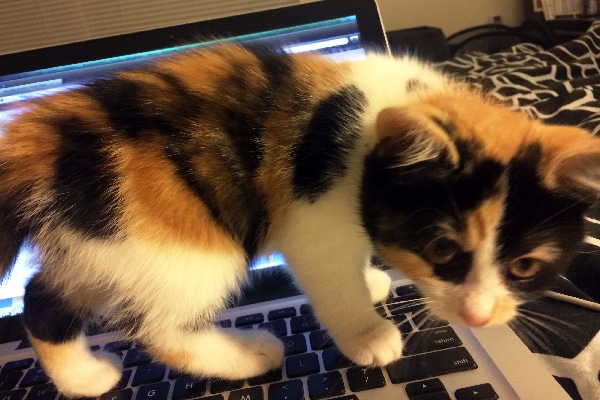 calico cat kittens for sale