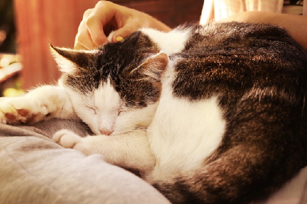 An older cat sleeping or lying down.