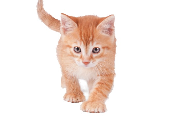 An orange tabby polydactyl cat.