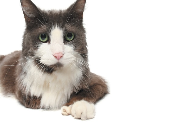 Polydactyl cat Owen.
