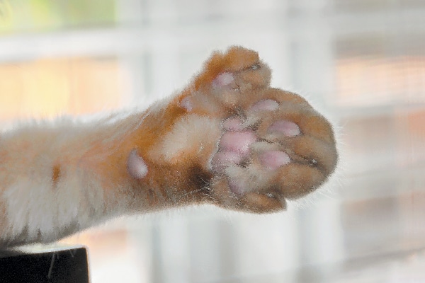 Polydactyl feline  paw adjacent  up.