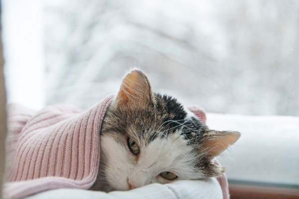 A sick, older cat under a blanket.