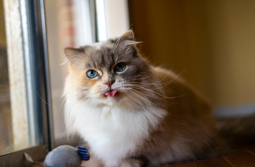 Napoleon Minuet cat by the windows