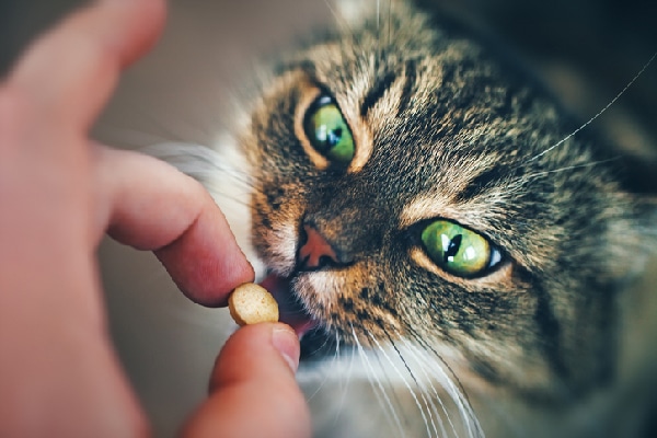 A closeup of a cat getting a pill.