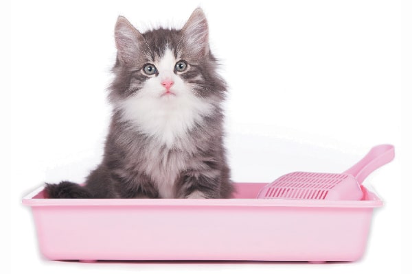 A fluffy cat in a litter box.