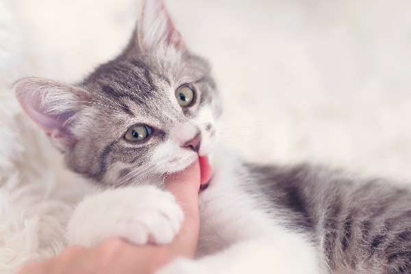A-kitten-biting-a-human-finger.jpg
