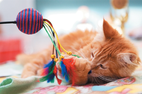 An orange tabby cat playing with a toy. 