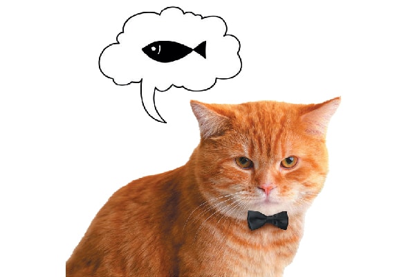 An orange tabby cat in a bowtie thinking about fish and food.