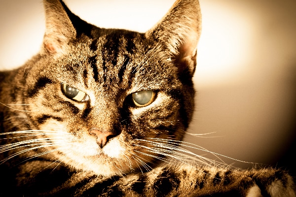 Glaucoma in Cats: What Are the Signs and How Do You Treat ...