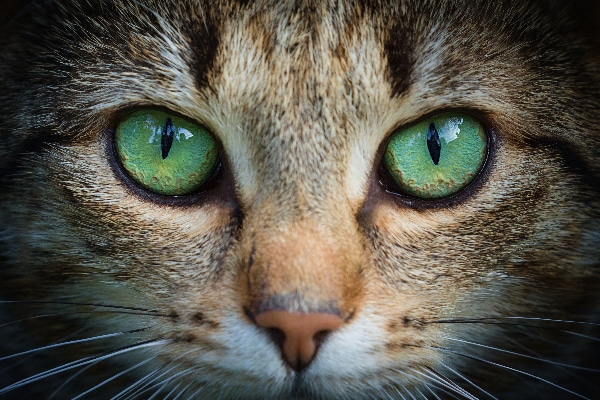 What Is Keratitis in Cats  Diagnosis and Treatment Catster