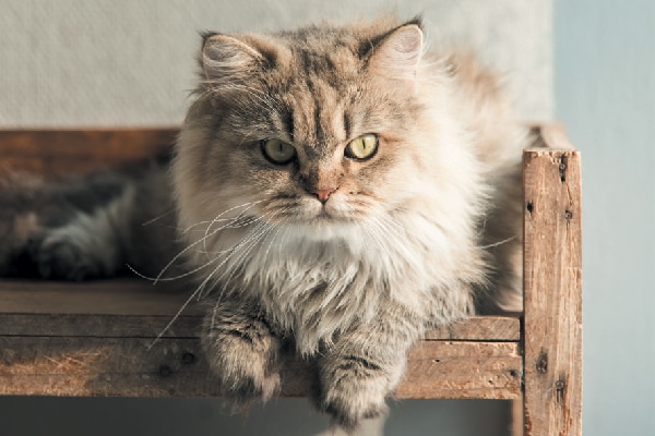 Cat hanging out on a cat shelf or cat tree.