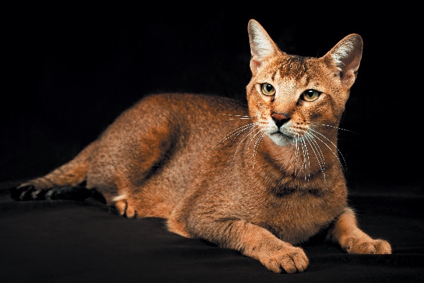 11 Reasons to Cheer for the Chausie 
