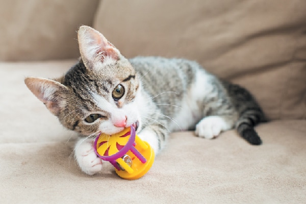 Kitten playing with and biting a toy. 