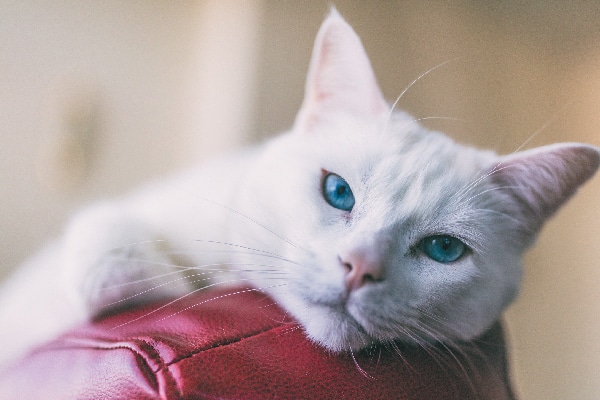 Image result for turkish angora