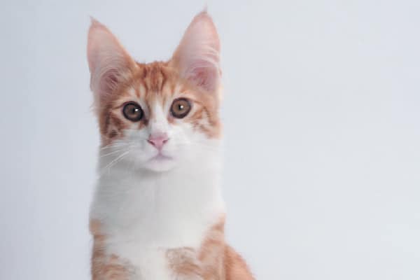 A Turkish Angora close up. 