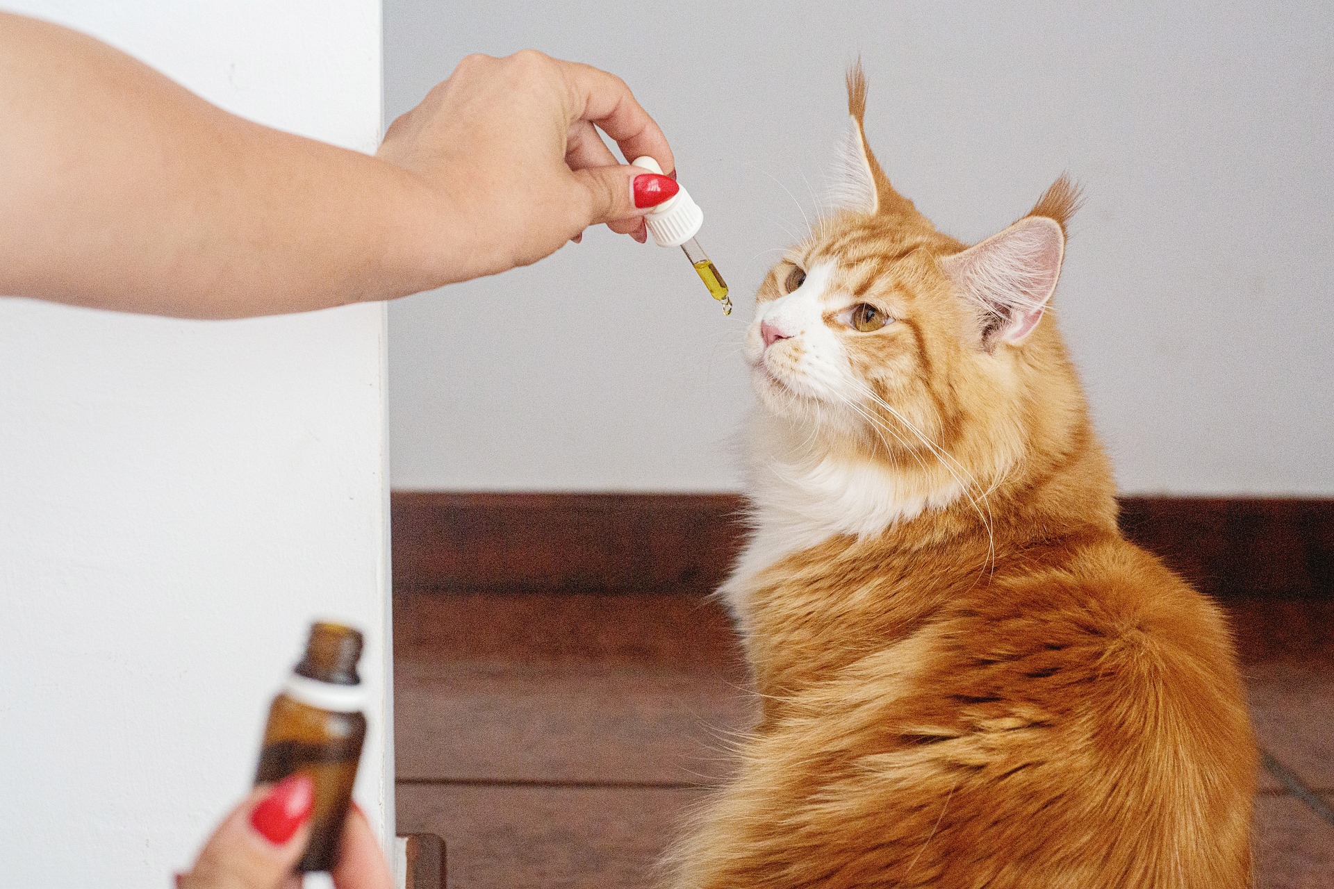 orange cat smelling CBD oil