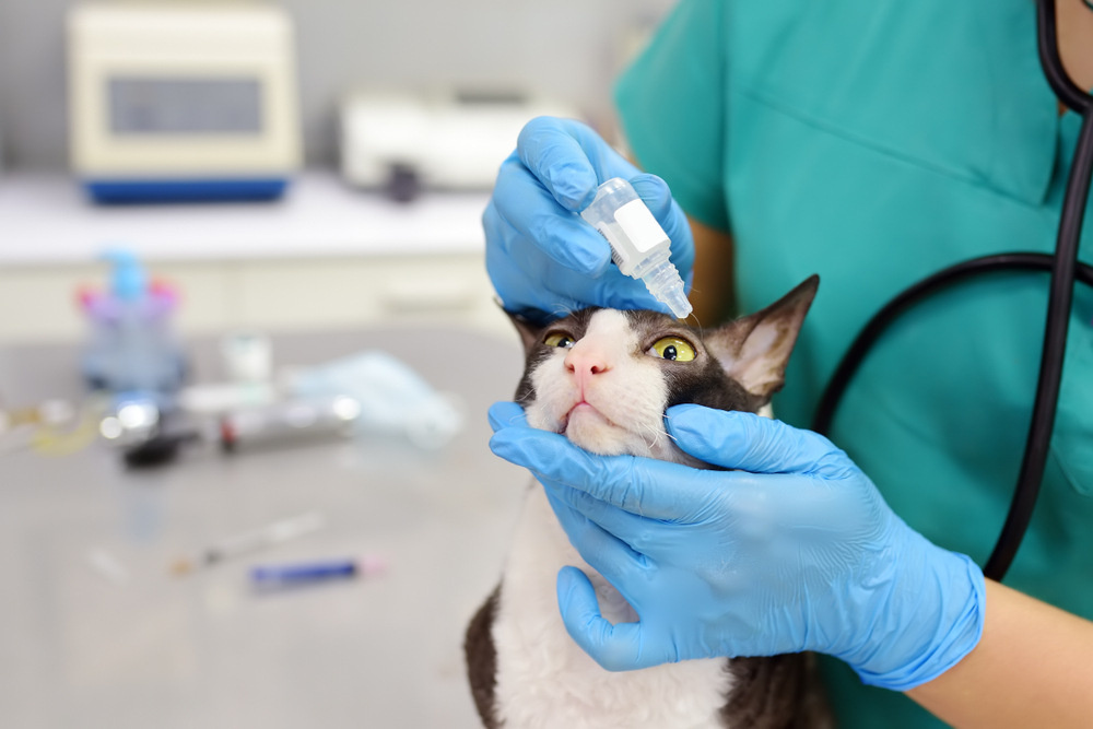 vet applying eye drops to cat's eyes