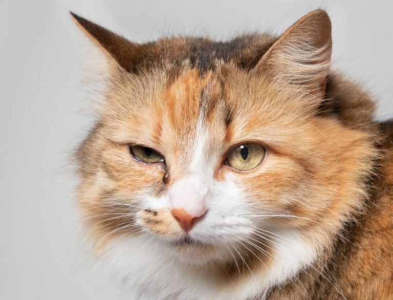 Horner's Syndrome in Cats: Our Vet Explains Signs, Diagnosis & Management