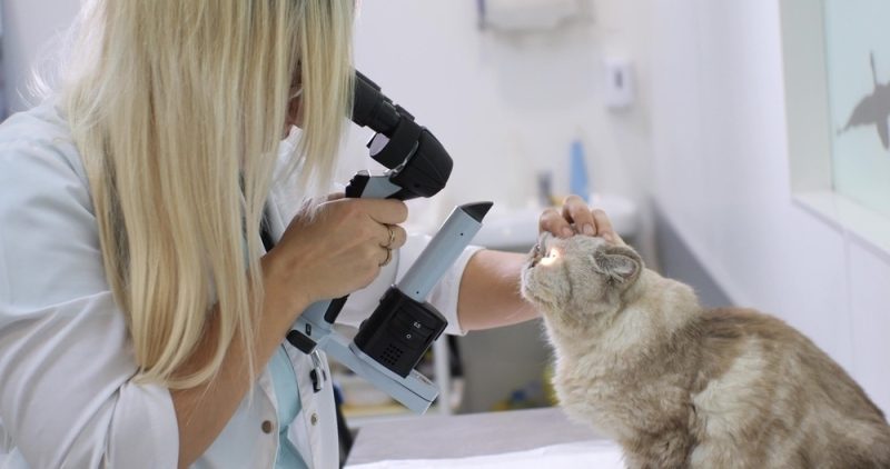 Vet ophthalmologist examining a cat_s eyes with a slit lamp