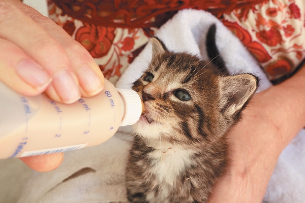 A baby kitten being bottle fed.