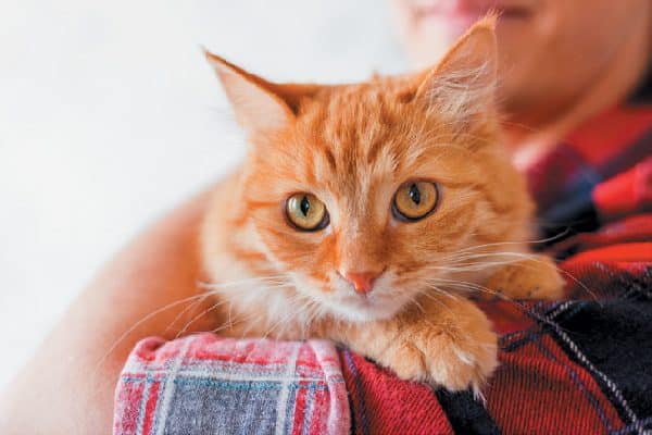 Un gato mirando por encima del hombro de un humano.