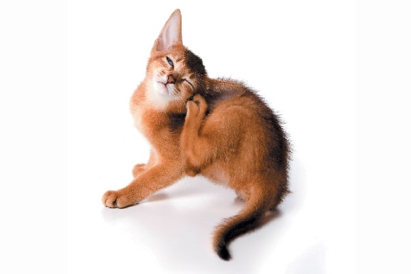 A cat scratching and itching.