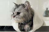 A cat who just got out of the bath.