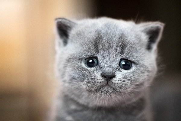 A gray cat crying and looking upset.