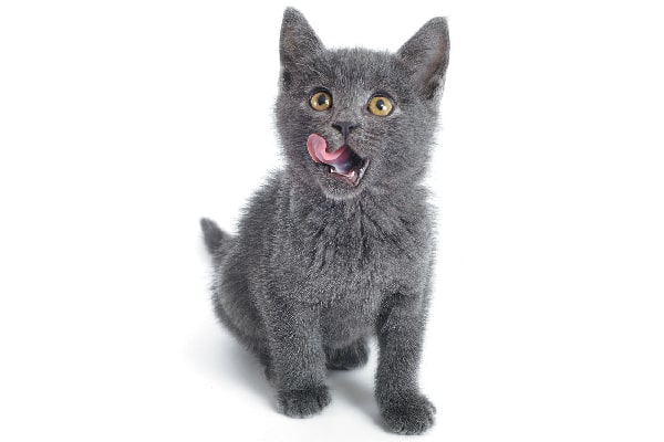 A gray kitten licking his lips.